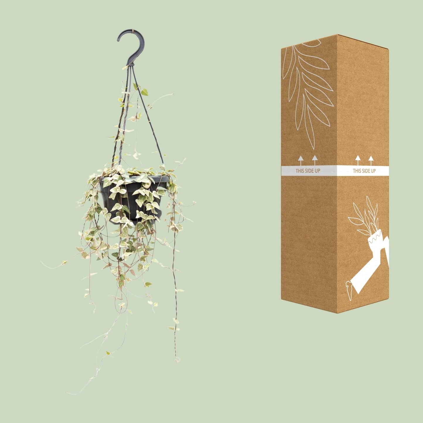 Ceropegia Woodii 'Blackbird' – String of Hearts Hanging Plant Ø14 cm ↕50 cm