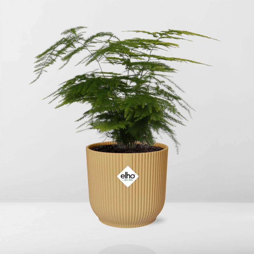 Asparagus Setaceus 'Plumosus' in ELHO Vibes Fold 14 cm yellow