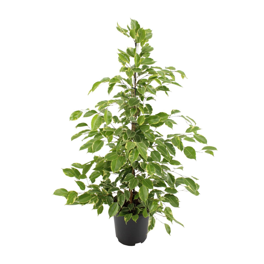 Ficus benjamina Golden King – Ø21cm ↕95cm | Average maintenance