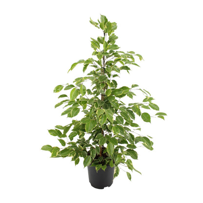 Ficus benjamina Golden King – Ø21cm ↕95cm | Average maintenance