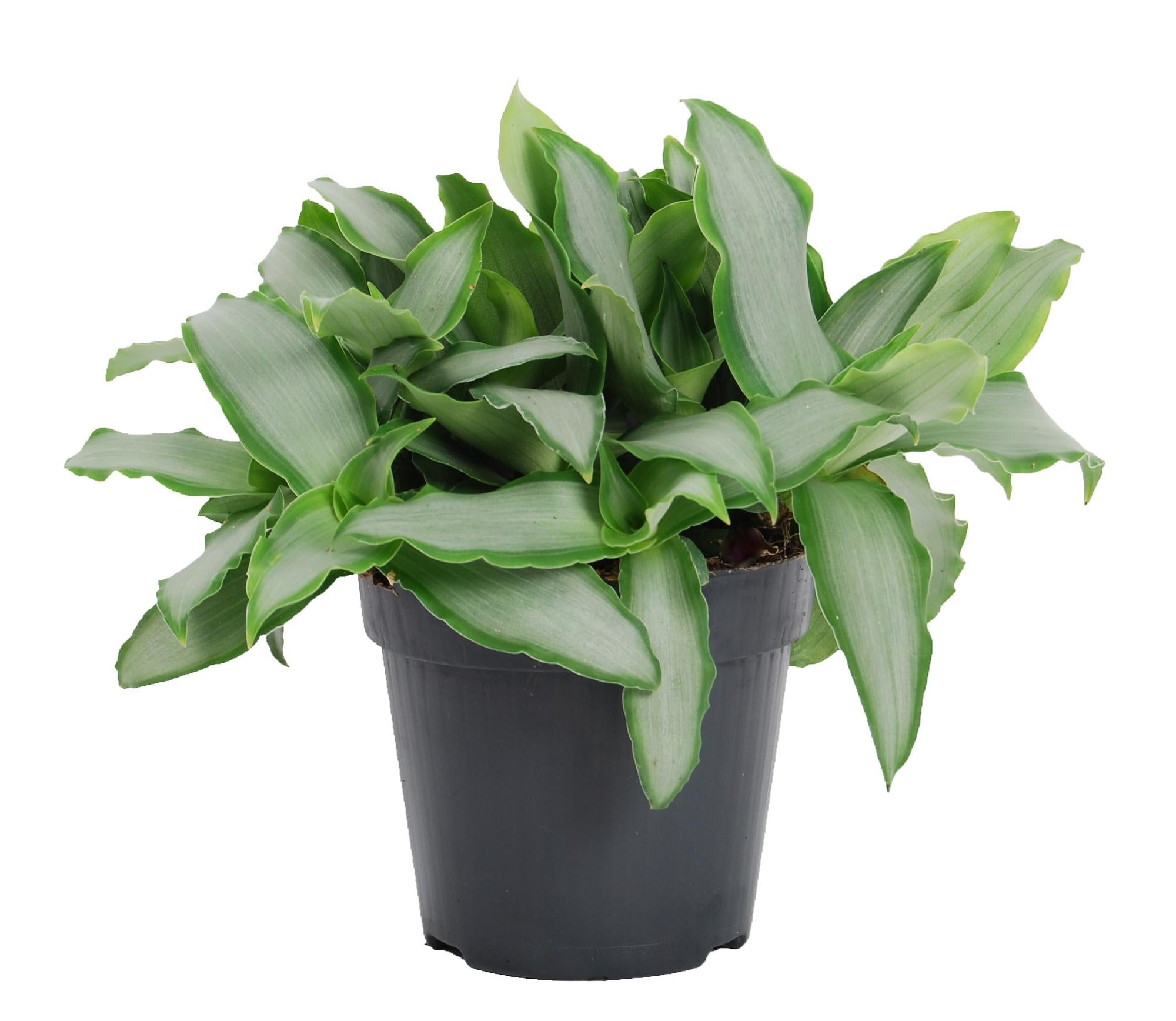 Murdannia Loriformus 'Bright Star' – Ø12cm ↕20cm | Average maintenance