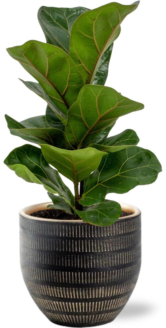 Ficus Lyrata (Fiddle Leaf Plant) – Ø12cm ↕30cm + Beau Pot Black – Ø14x13cm | Challenging maintenance