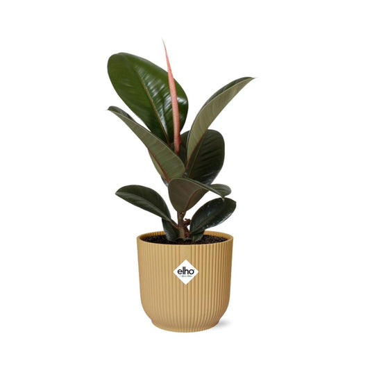 Ficus elastica 'Robusta' in ELHO Vibes Fold 14cm – Yellow | Average maintenance
