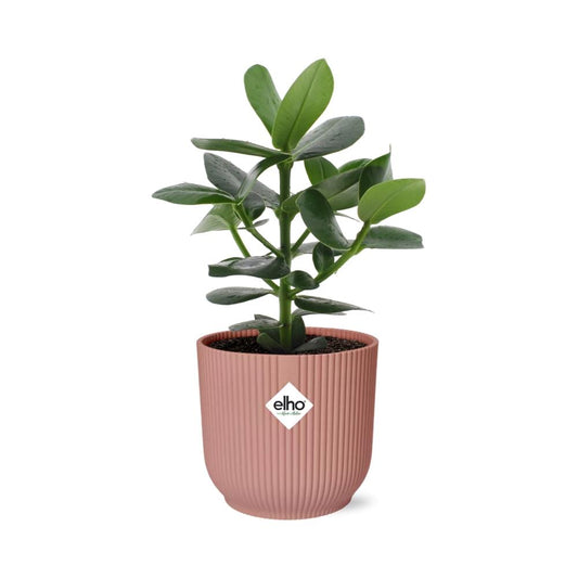 Clusia Princess in ELHO Vibes Fold 14 cm pink