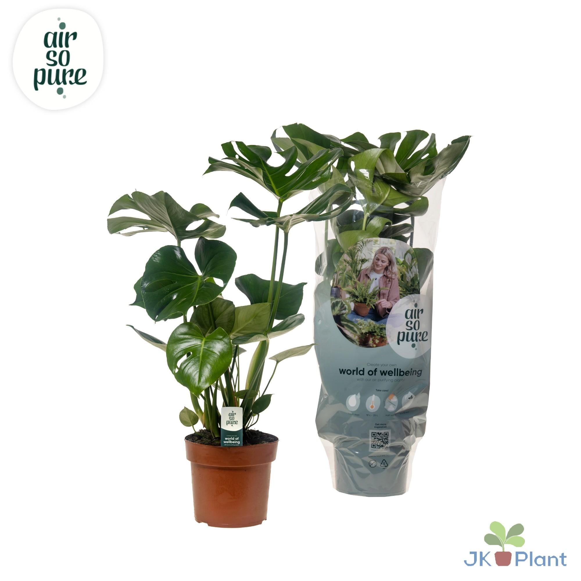 Monstera Deliciosa – Ø17cm ↕55cm | The iconic Swiss cheese plant – Average maintenance