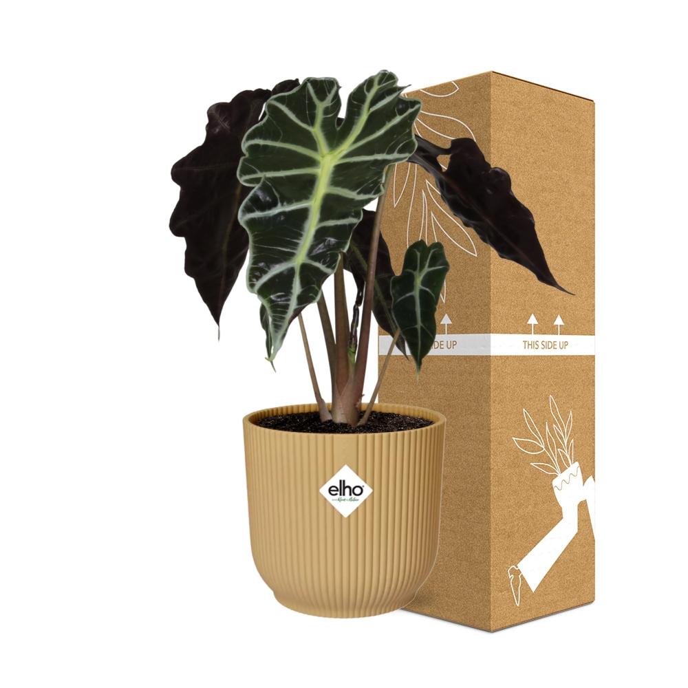 Alocasia 'Polly' in ELHO Vibes Fold 14 cm yellow