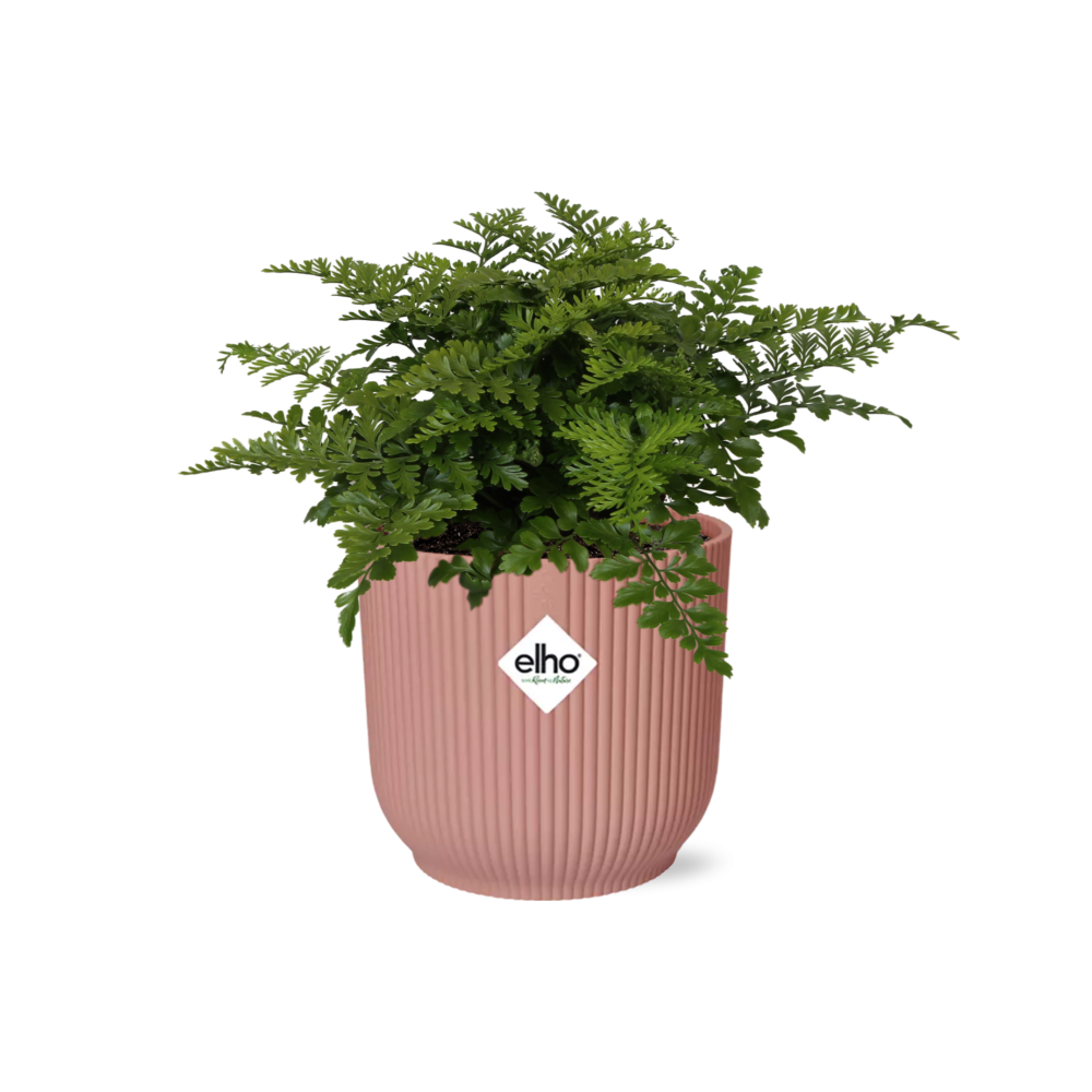 Asplenium 'Parvati' in ELHO Vibes Fold 14cm pink | Boho fern with beach waves – Average maintenance