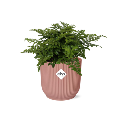 Asplenium 'Parvati' in ELHO Vibes Fold 14cm pink | Boho fern with beach waves – Average maintenance