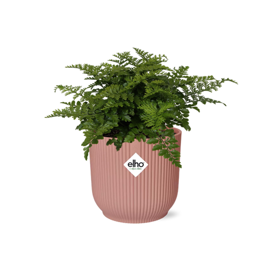 Asplenium 'Parvati' in ELHO Vibes Fold 14cm pink | Boho fern with beach waves – Average maintenance