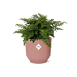 Asplenium 'Parvati' in ELHO Vibes Fold 14cm pink | Boho fern with beach waves – Average maintenance