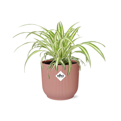 Chlorophytum comosum 'Variegatum' in ELHO Vibes Fold 14cm pink | Swinging shoots – Easy care
