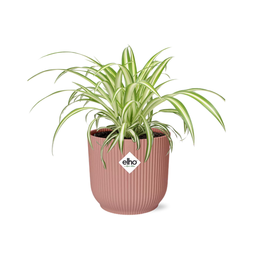 Chlorophytum comosum 'Variegatum' in ELHO Vibes Fold 14cm pink | Swinging shoots – Easy care