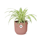 Chlorophytum comosum 'Variegatum' in ELHO Vibes Fold 14cm pink | Swinging shoots – Easy care