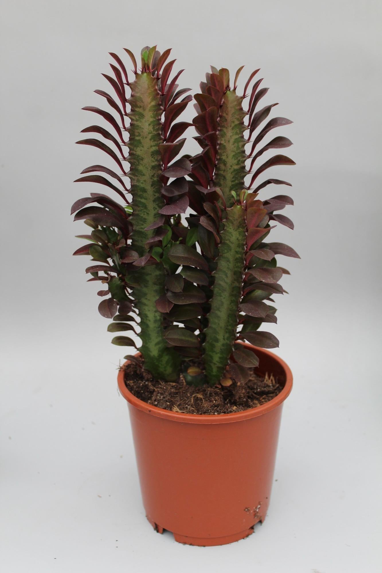 Euphorbia trigona 'Rubra' – Ø12cm ↕40cm | Easy care