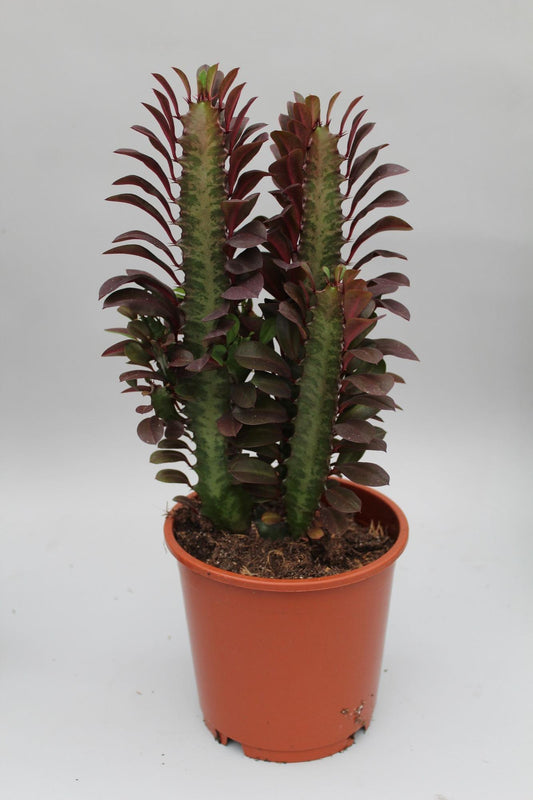 Euphorbia trigona 'Rubra' – Ø12cm ↕40cm | Easy care