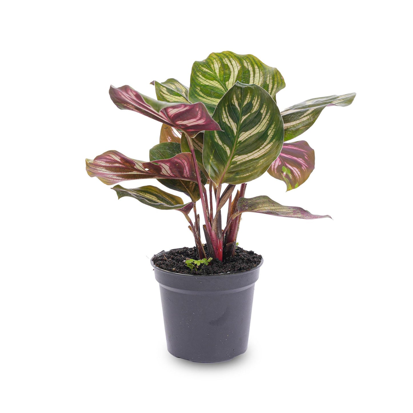 Calathea Makoyana – Peacock Plant – Terrarium Plant | The Peacock Feather Mini – Challenging Maintenance