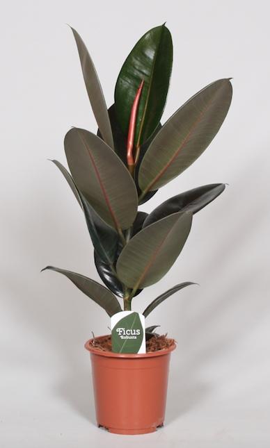 Ficus Elastica Abidjan – Ø17cm ↕60cm | Average maintenance