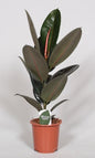 Ficus Elastica Abidjan – Ø17cm ↕60cm | Average maintenance