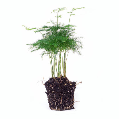 Asparagus setaceus 'Plumosus' – Asparagus ornamental – Terrarium plant | The cloud of green – Average maintenance