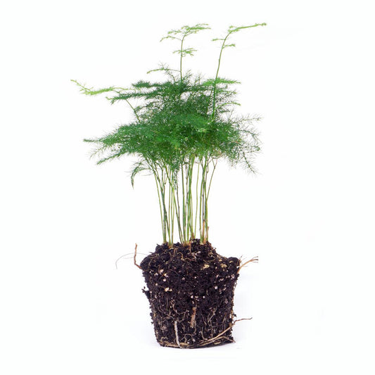 Asparagus setaceus 'Plumosus' – Asparagus ornamental – Terrarium plant | The cloud of green – Average maintenance