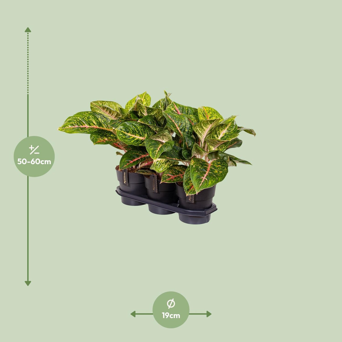Aglaonema 'Spring Red' – Ø19cm ↕60cm | Blush &amp; glow – Easy maintenance