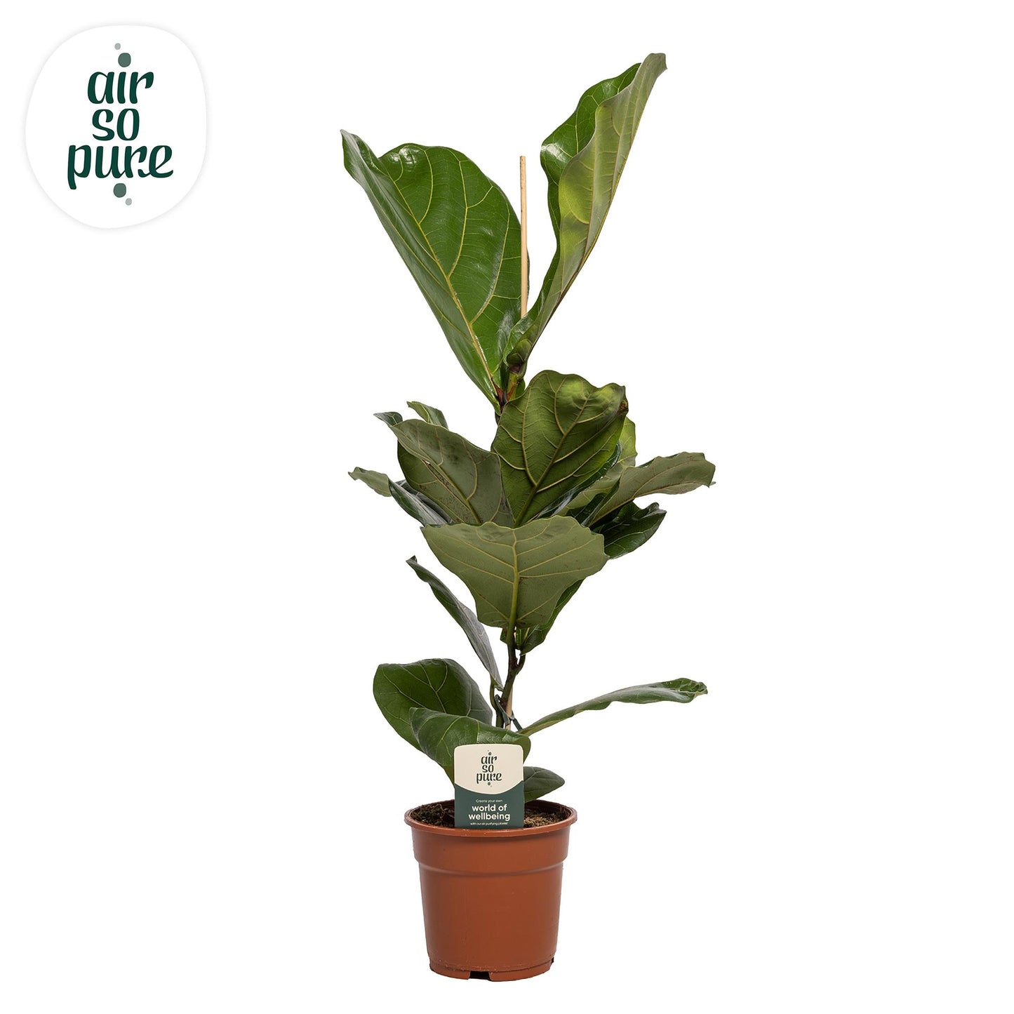 Ficus Lyrata – Ø17cm ↕60cm | Challenging maintenance