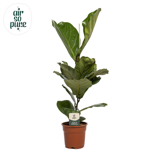Ficus Lyrata – Ø17cm ↕60cm | Challenging maintenance
