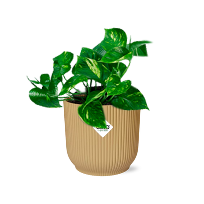 Epipremnum Pinnatum 'Aureum' in ELHO Vibes Fold 14cm yellow | Golden climbing friend – Average maintenance