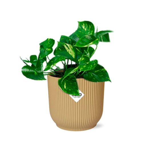 Epipremnum Pinnatum 'Aureum' in ELHO Vibes Fold 14cm yellow | Golden climbing friend – Average maintenance
