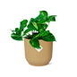 Epipremnum Pinnatum 'Aureum' in ELHO Vibes Fold 14cm yellow | Golden climbing friend – Average maintenance