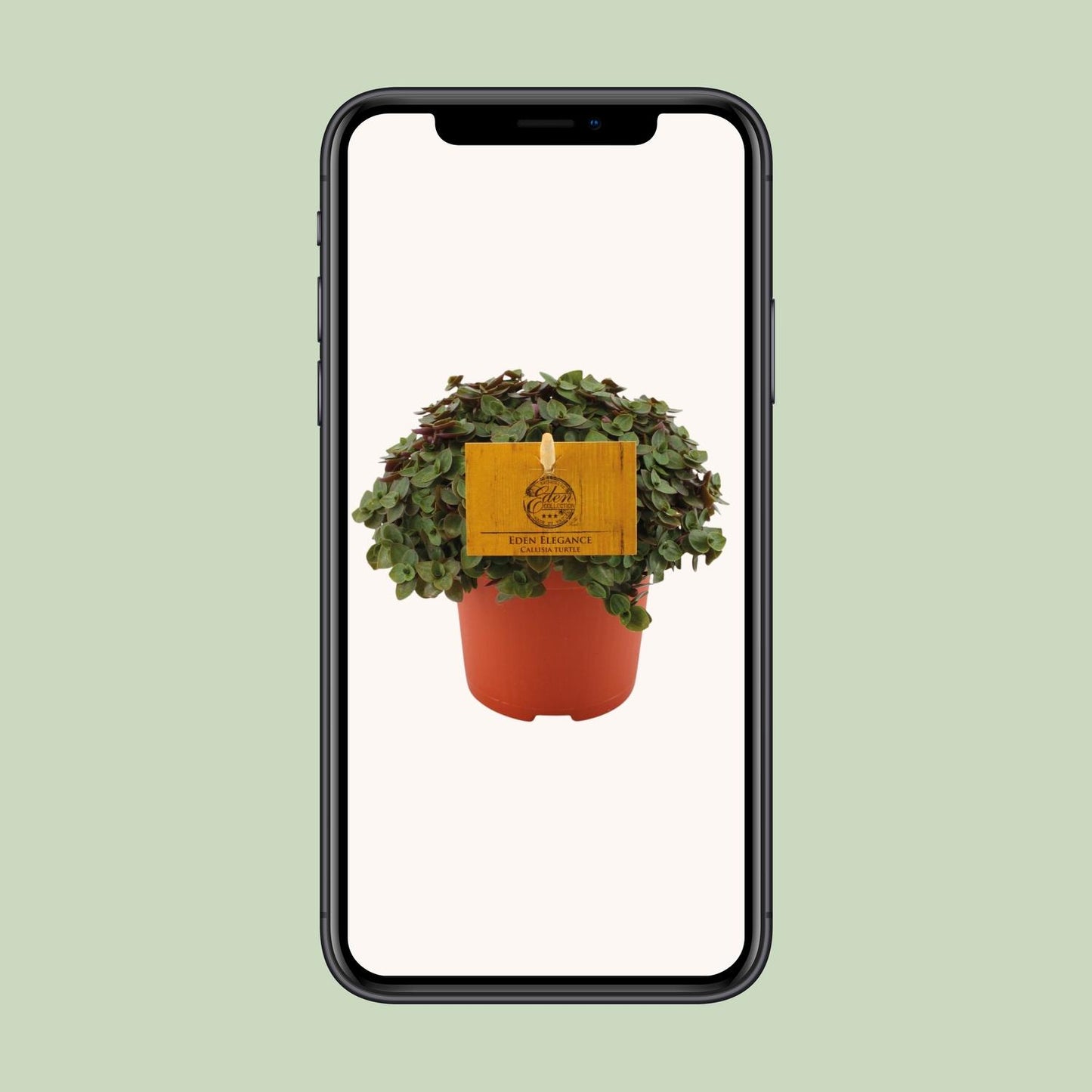 Callisia Turtle – Ø10.5cm ↕15cm | Easy maintenance