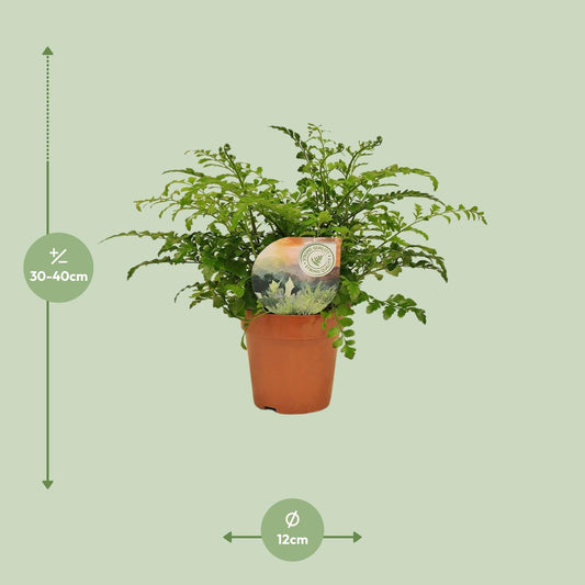 Asplenium 'Parvati' – Ø12cm ↕35cm | Boho curl (compact) – Average maintenance