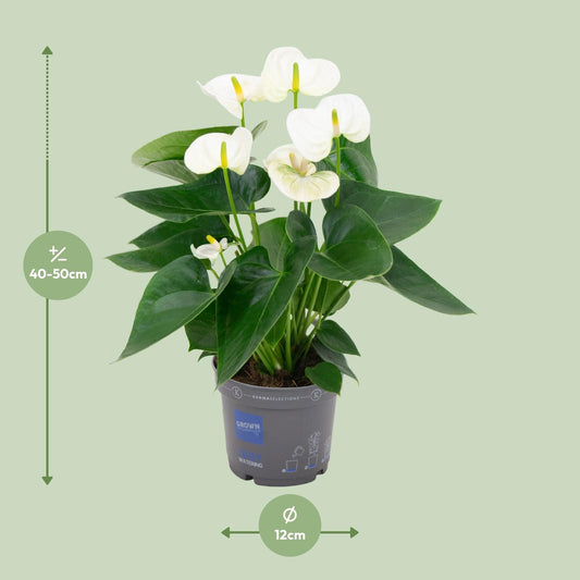 Anthurium White – Ø12 cm – ↕43 cm
