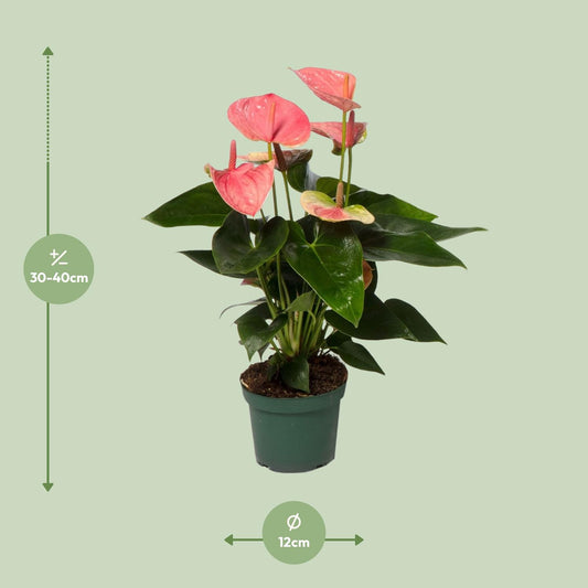 Anthurium Sweet Dream - Ø12cm - ↕35cm | The flamingo in satin – Average maintenance