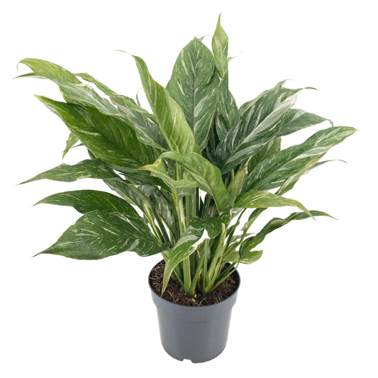Diamond Variegata – Ø14cm ↕55cm | Average maintenance 