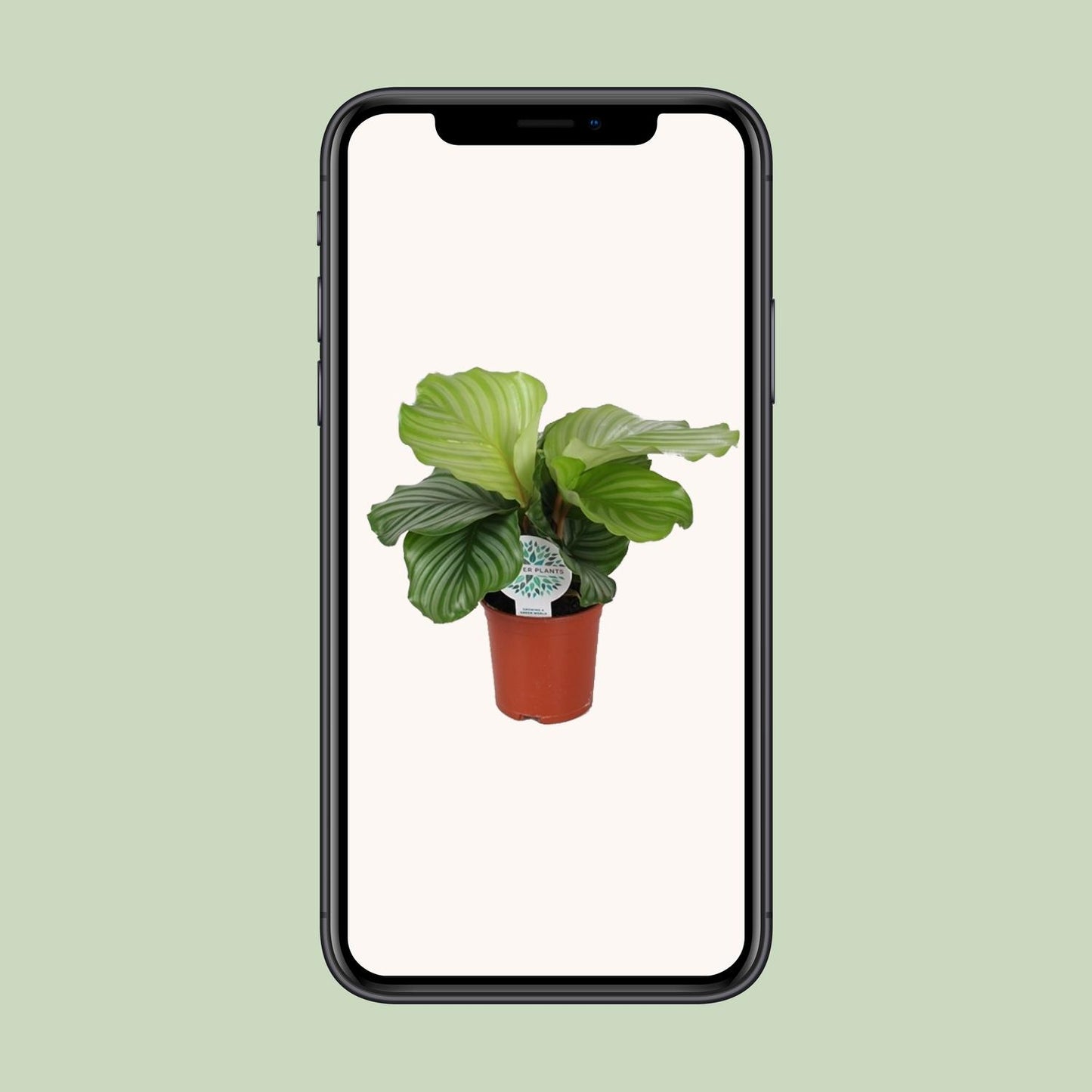 Calathea Orbifolia – Ø14cm ↕45cm | Average maintenance