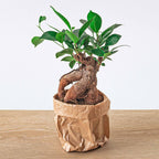 Ficus microcarpa Ginseng bonsai – Potmaat 9 | De desk-zenmeester – Gemiddeld onderhoud