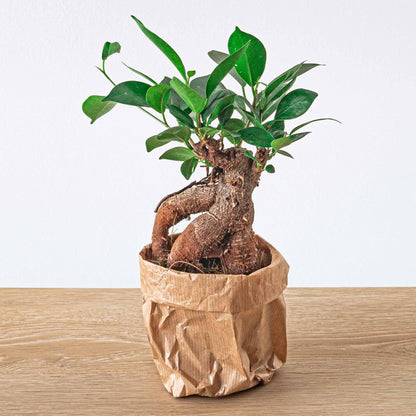 Ficus microcarpa Ginseng bonsai – Pot size 9 | The desk Zen master – Average maintenance