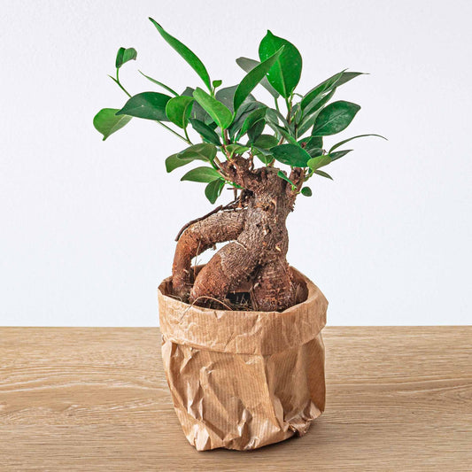 Ficus microcarpa Ginseng bonsai – Pot size 9 | The desk Zen master – Average maintenance