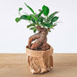 Ficus microcarpa Ginseng bonsai – Pot size 9 | The desk Zen master – Average maintenance