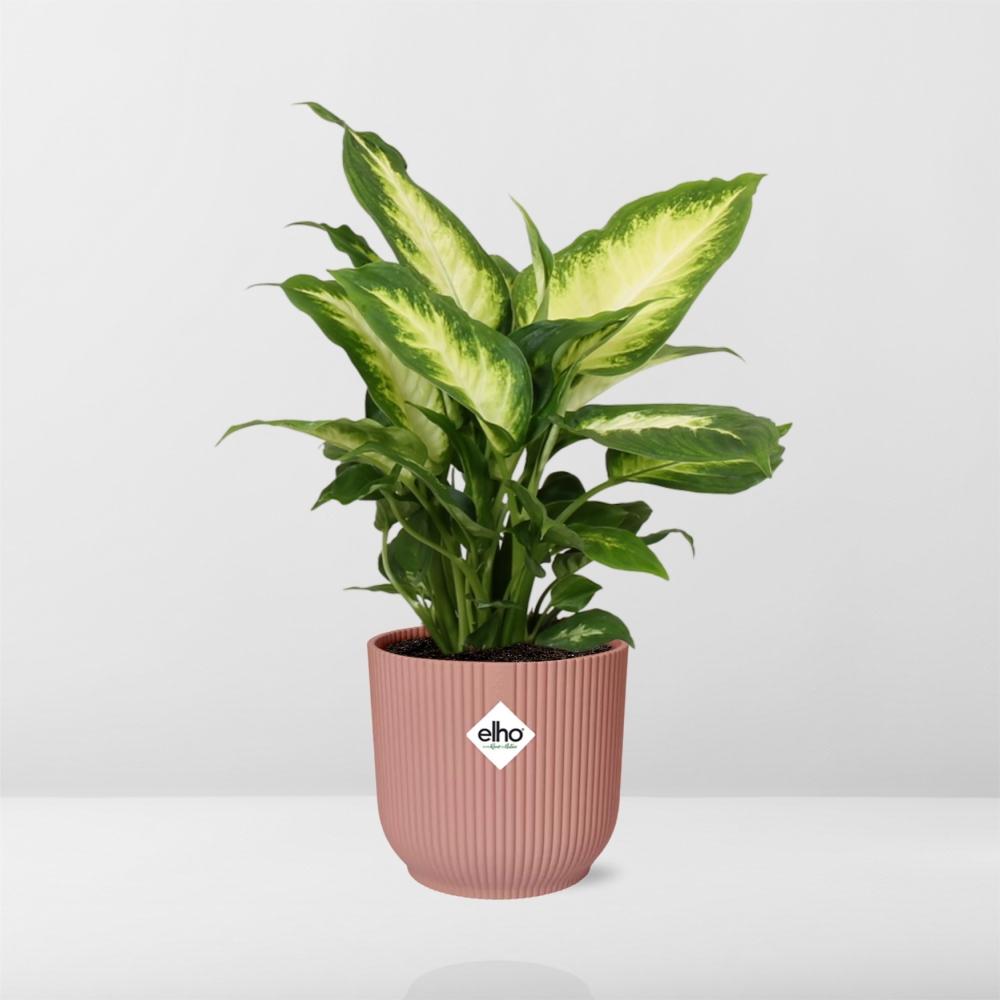Dieffenbachia 'Camilla' in ELHO Vibes Fold 14cm pink | Soft-focus foliage art – Average maintenance