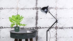 Brighamia insignis ‘Hawaii Palm’ P12 – Ø12cm ↕37cm | Gemiddeld onderhoud
