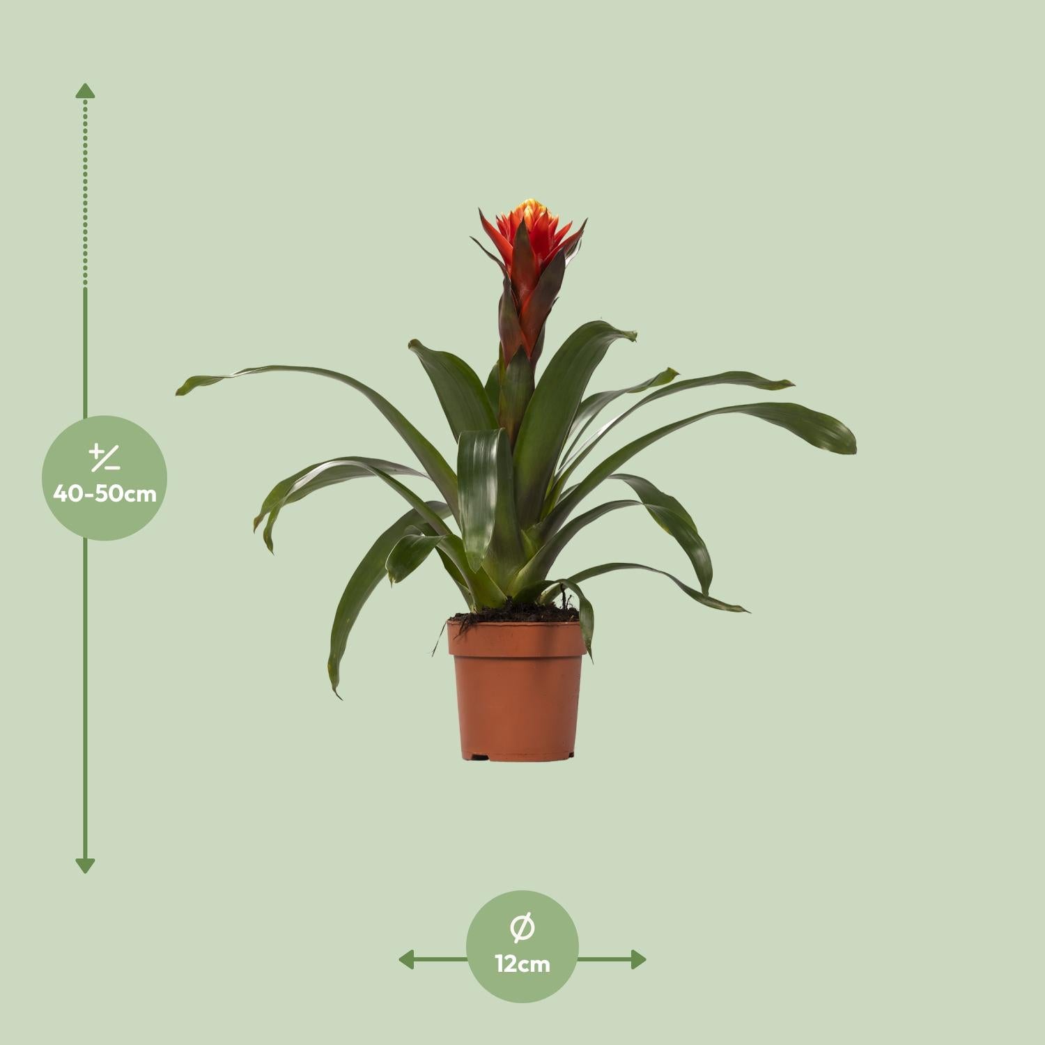 Guzmania Happiness – Ø12cm ↕45cm | Easy maintenance