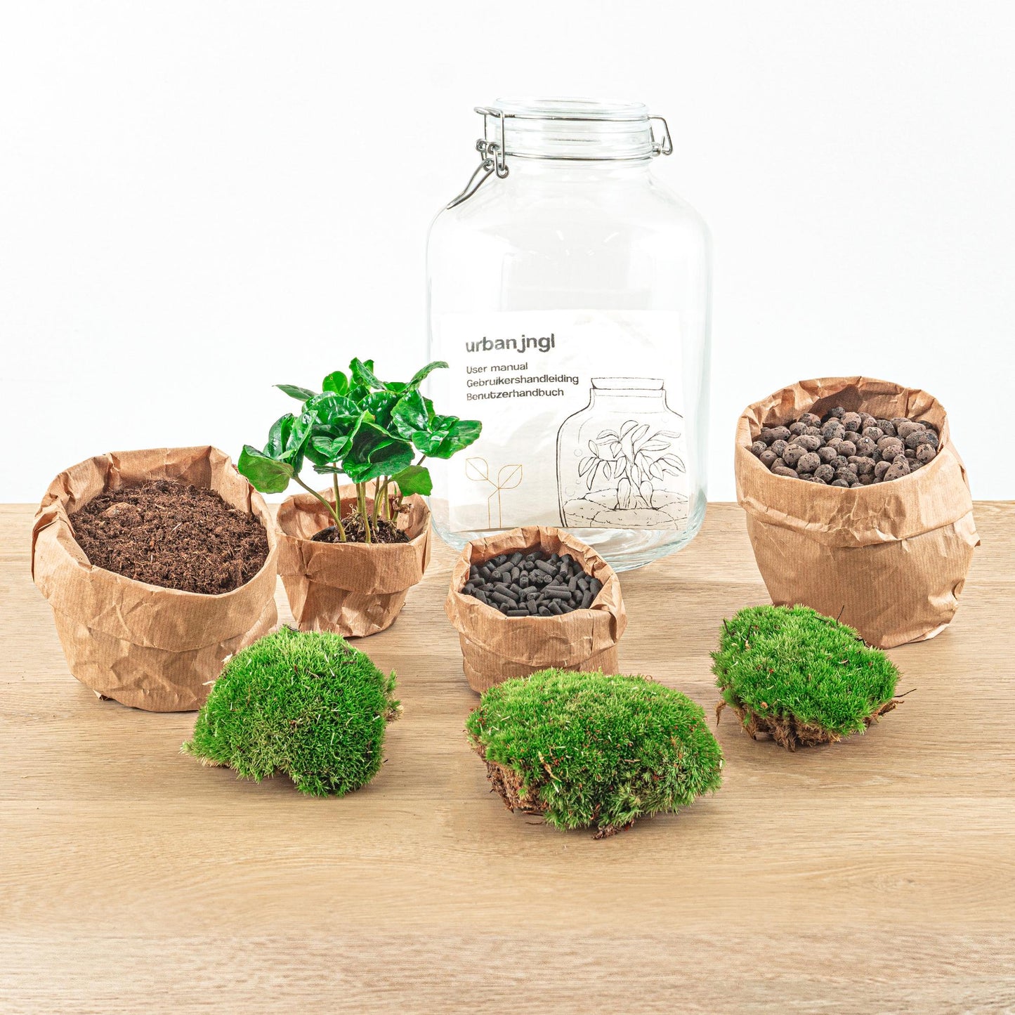 ☕🌿 DIY Terrarium Jar – Coffea Arabica – 28 cm