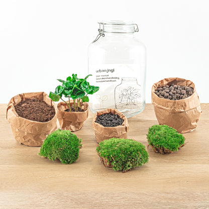 ☕🌿 DIY Terrarium Jar – Coffea Arabica – 28 cm