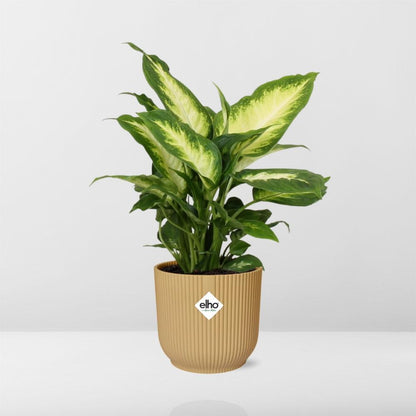Dieffenbachia 'Camilla' in ELHO Vibes Fold 14cm yellow | Colorful beauty – Average maintenance