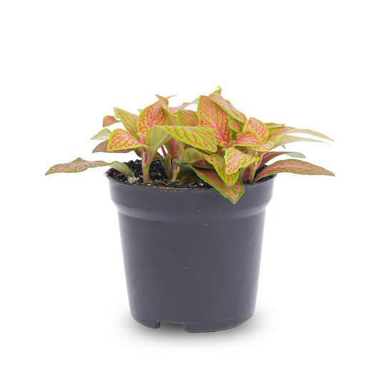 Fittonia Orange-Pink 'Ruby Lime' – Terrarium Plant – Pot Size 8 | The Color Corrector – Easy Care