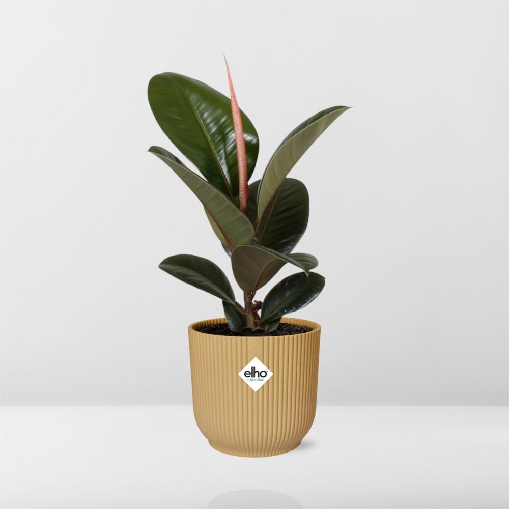 Ficus elastica 'Robusta' in ELHO Vibes Fold 14cm – Yellow | Average maintenance