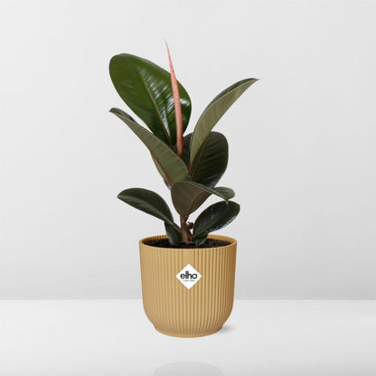 Ficus elastica 'Robusta' in ELHO Vibes Fold 14cm – Yellow | Average maintenance