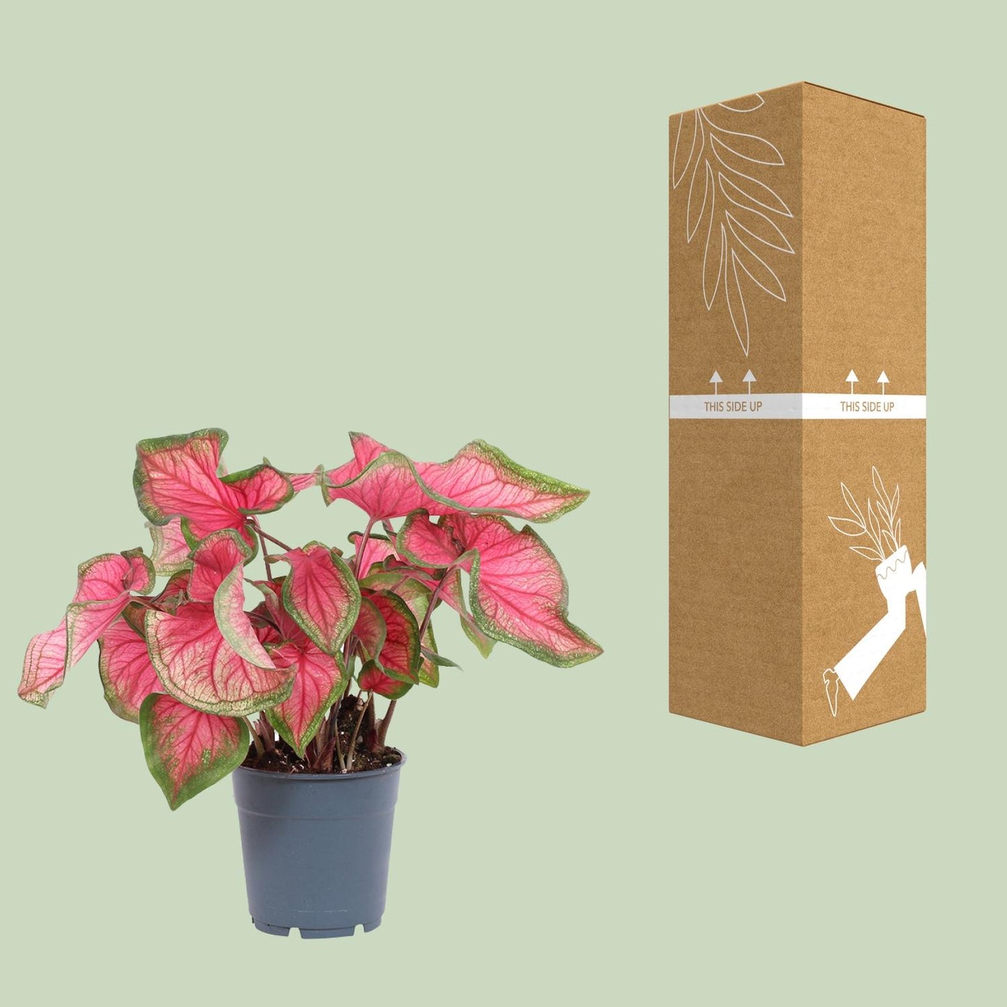 Caladium Sweetheart – Ø12cm ↕25cm | Challenging maintenance